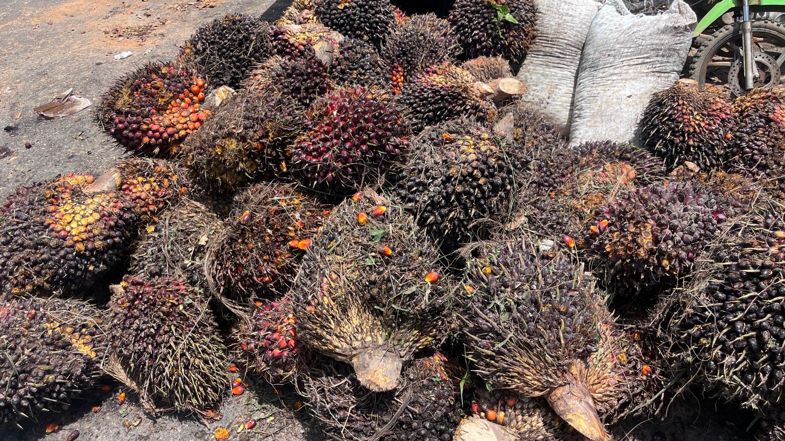 Sat Reskrim Polres Sarolangun Ungkap Pencurian 1,4 Ton TBS di Kebun PT Sari Aditia Loka